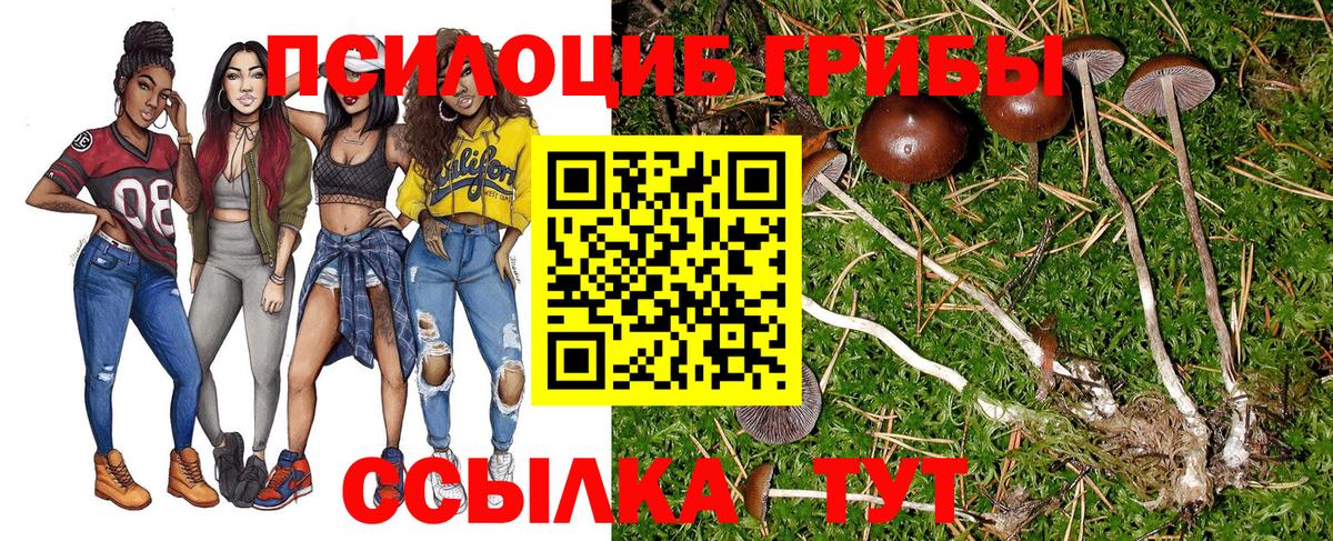 Псилоцибиновые грибы Cubensis Лесной
